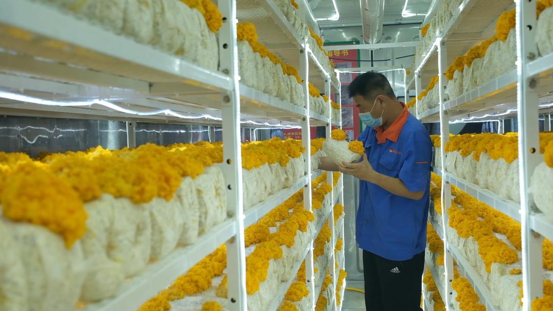 ɽ�|���f�����S�𡱮a(ch��n)�I(y��)����ġ������������Ƽ���(w��n)�a(ch��n)��